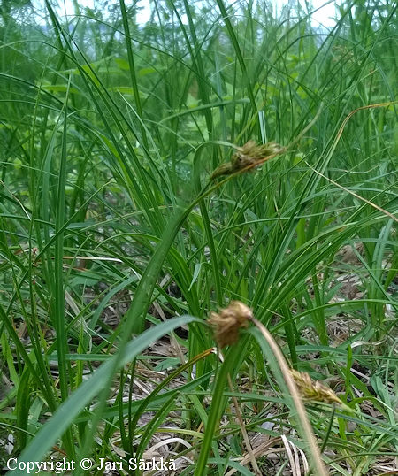 Carex arenaria, hietikkosara